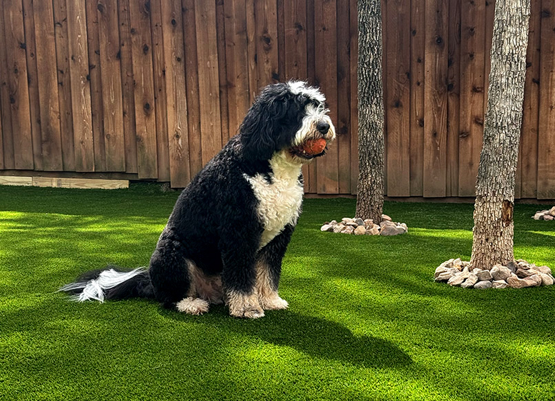 PET Turf